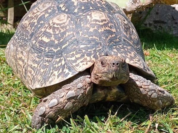 tort
