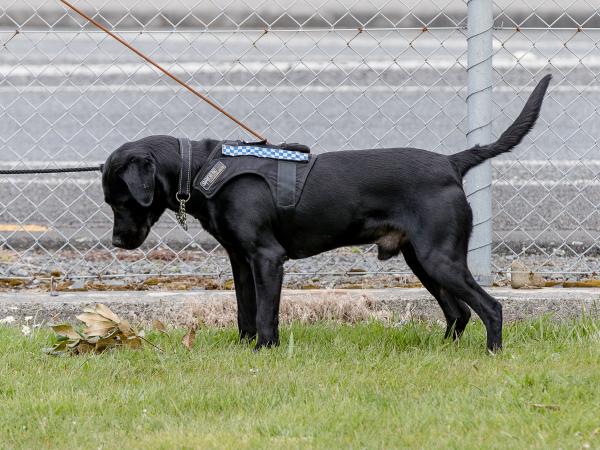 Indicating a win at the Australasian Detector Dog Championships in 2018.