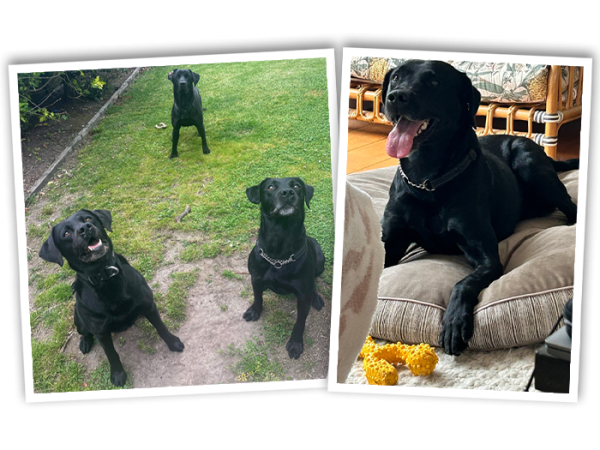 Keeping it in the family, from left: Floyd, detector dog Maverick and explosives detector dog Iti. And, right, an off duty momen