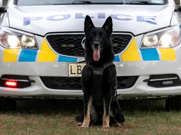 Mint sitting in front of a police car. Photo: Senior Constable Jacqui Manson. 