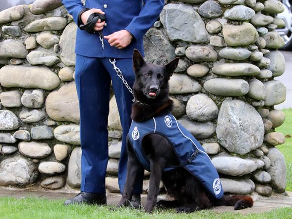 Patrol dog Ryka on parade.