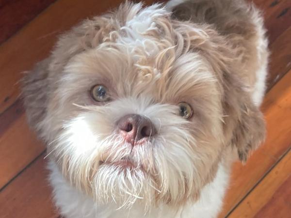 Nigel the dog