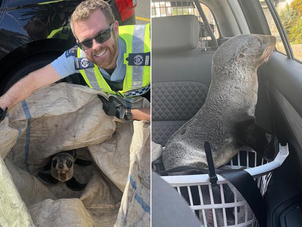 Senior Sergeant Nathan Snell with the seal pup