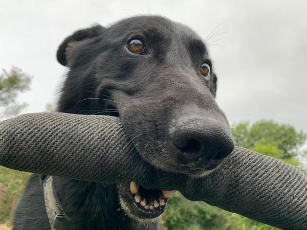Mint with a chew toy in his mouth.