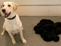 Good work Piper! The proud mum and her nine little detector dogs-to-be, at around two weeks old. 