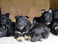 Dallas pups