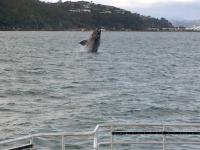 whale
