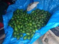 Some of the stolen avocados found at the Whangarei address