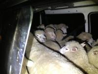 Some of the 22 sheep that were found in a van early this morning.