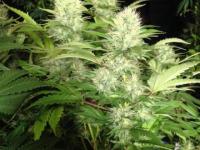 Cannabis from search warrant