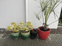 Pot plants located