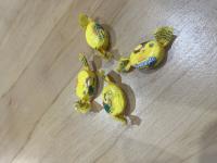 Lollies found to contain methamphetamine.