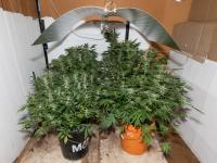 Cannabis plants seized Southland