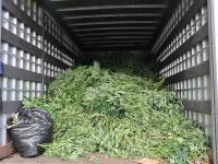 Seized cannabis in truck