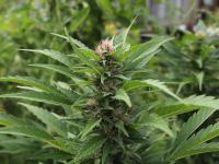 Cannabis 2