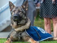 Dog - 2 - with formal police branded jerkin on