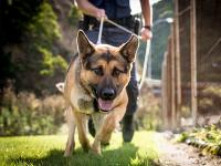 Operational dog - day