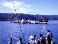 wahine in colour
